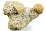 Jurassic Sea Snail (Pyrgotrochus elongatus) Fossils - France #367840-1